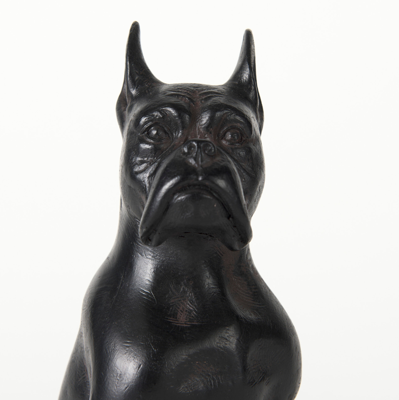 Rocky Boxer Dog